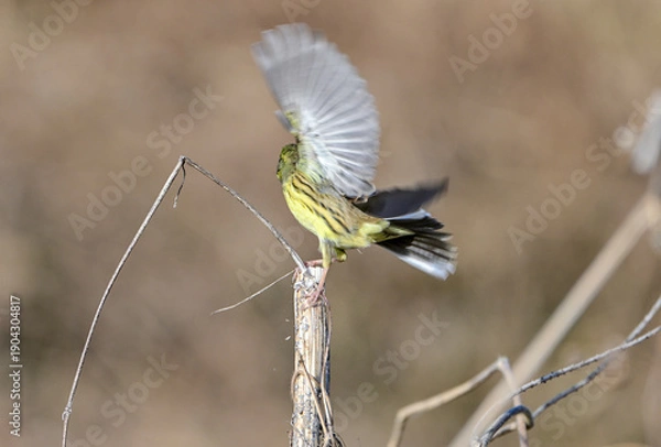 Obraz 枯草から飛び立つアオジ
