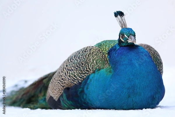 Obraz peacock with feathers