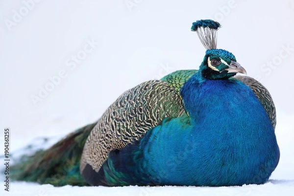Obraz peacock with feathers