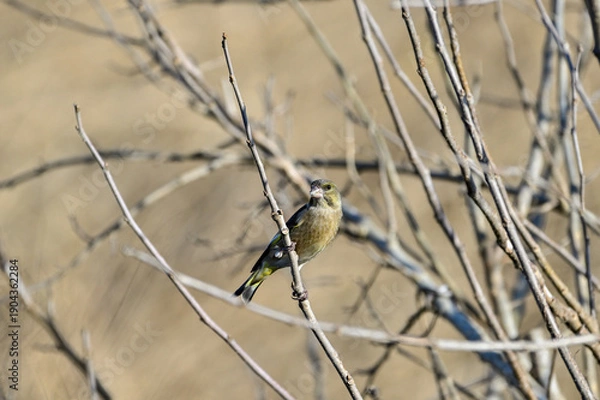 Obraz 枝に留まっているカワラヒワ