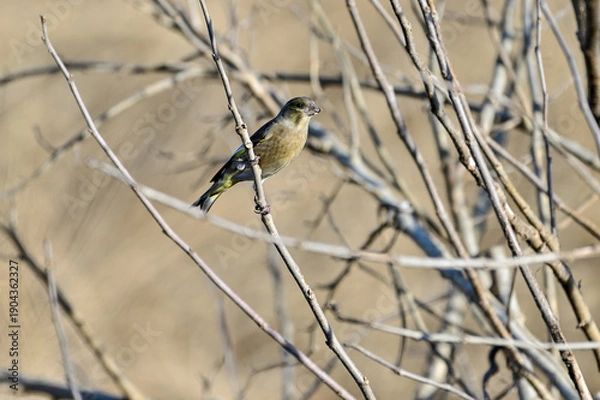 Obraz 枝に留まっているカワラヒワ