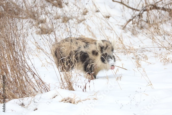 Obraz Wild pig in snow