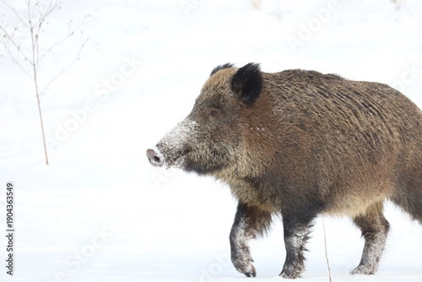Obraz wild boar in snow