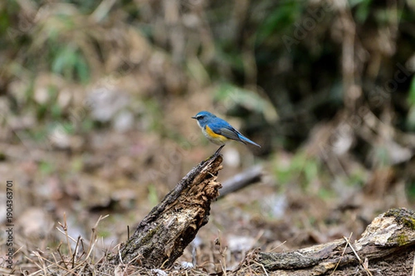 Obraz 朽木にに留まっているルリビタキ