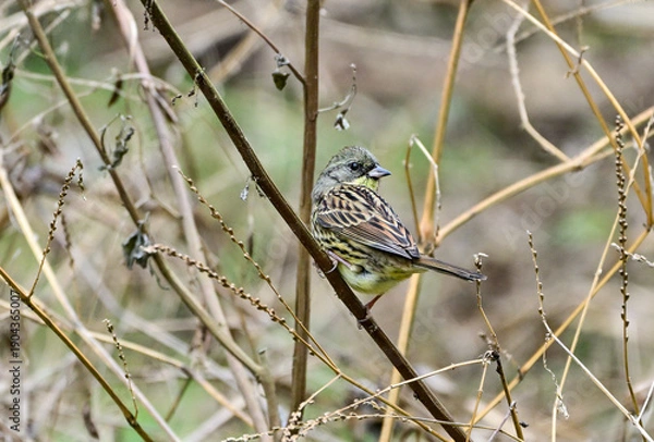Obraz 枯草に留まっているアオジ