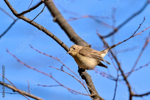 Obraz 枝に留まっているニシオジロビタキ