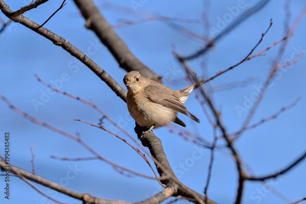 Obraz 枝に留まっているニシオジロビタキ