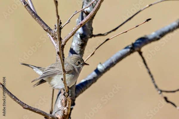 Obraz 枝に留まっているニシオジロビタキ