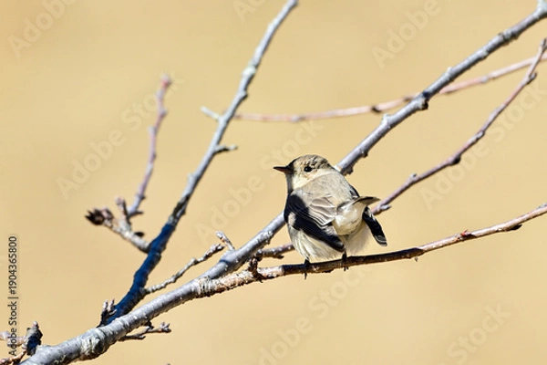 Obraz 枝に留まっているニシオジロビタキ