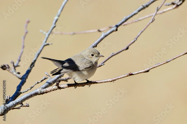 Obraz 枝に留まっているニシオジロビタキ