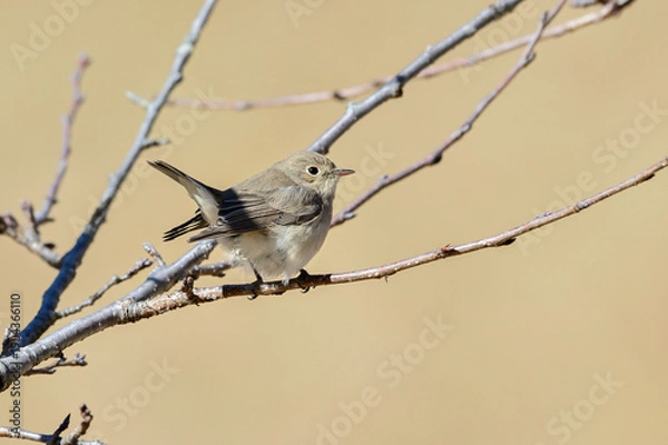 Obraz 枝に留まっているニシオジロビタキ