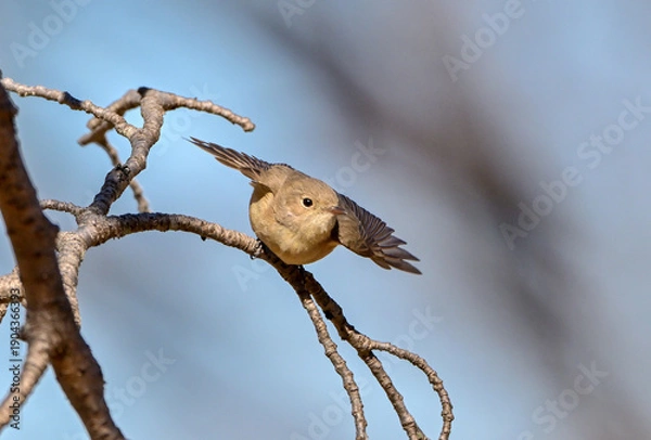 Obraz 枝から飛び出すニシオジロビタキ