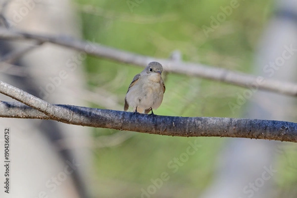 Obraz 枝に留まっているニシオジロビタキ