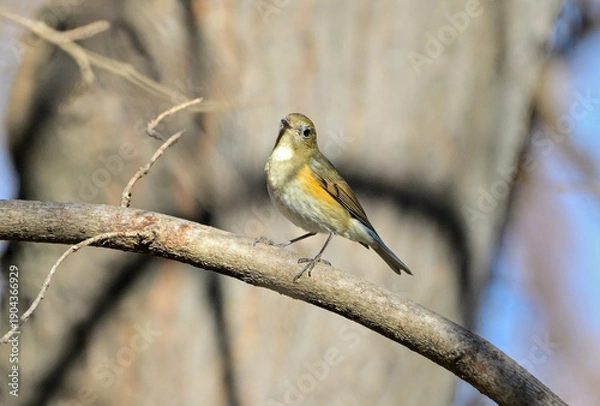 Obraz 枝から飛び出すルリビタキ