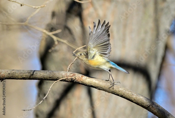 Obraz 枝から飛び出すルリビタキ