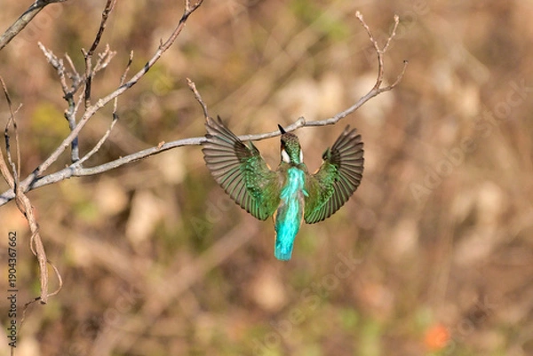 Obraz 枝に留まろうとしているカワセミ