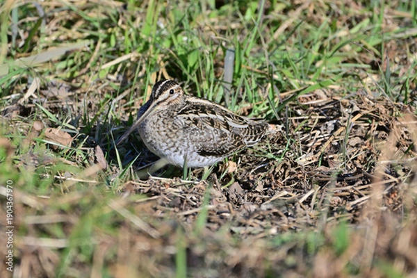 Obraz 湿地にいるタシギ