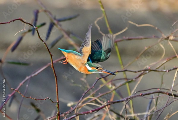 Obraz ノイバラの枝から飛び出すカワセミ