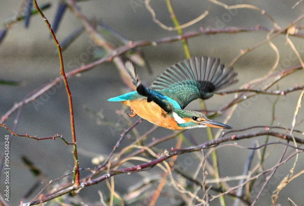 Obraz ノイバラの枝から飛び出すカワセミ