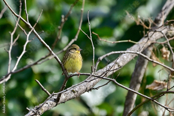 Obraz 枯枝に留まるアオジ