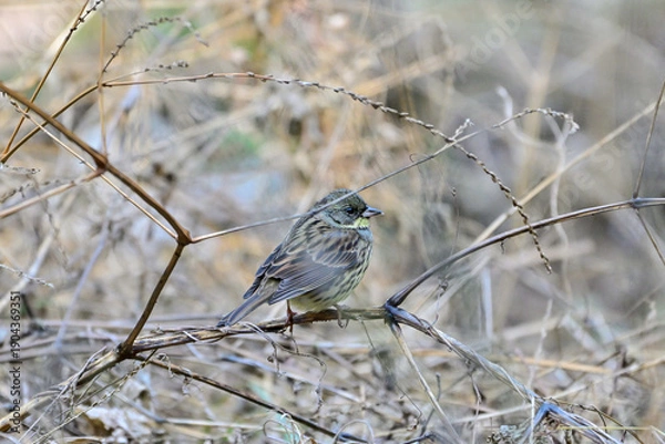 Obraz 枯草に留まるアオジ