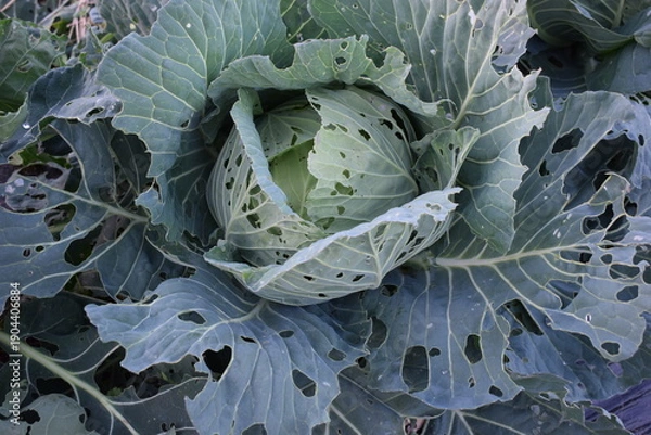 Obraz 虫食い被害を受けた畑のキャベツ