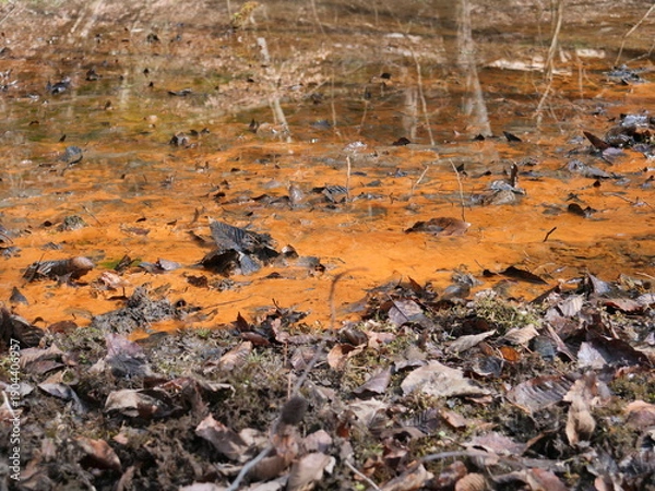 Obraz 湿地の水面に広がる鉄バクテリアによるオレンジ色の沈殿