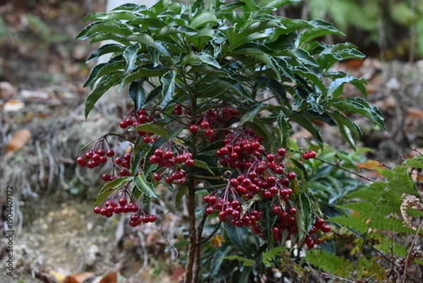 Obraz 林床で赤い実をつける自生マンリョウの低木