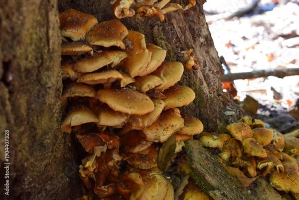 Obraz 倒木に群生した成長しすぎた天然ナメコのクローズアップ