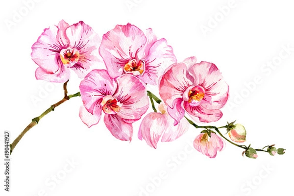 Obraz Różowa ćma orchidea (Phalaenopsis) kwiat na gałązce. Na białym tle Malarstwo akwarelowe.