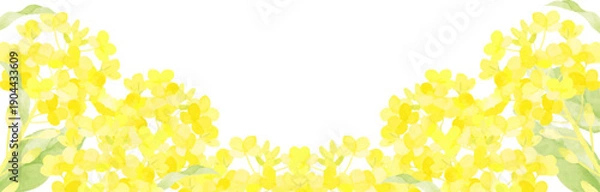 Obraz 水彩で描いた菜の花の背景イラスト