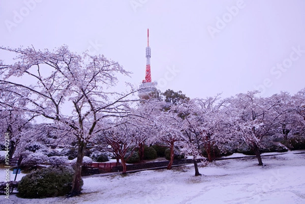 Obraz 宇都宮市　八幡山公園の満開の桜に積もった雪