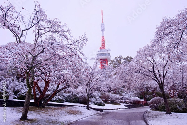 Obraz 宇都宮市　八幡山公園の満開の桜に積もった雪