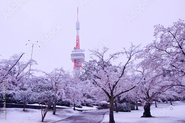 Obraz 宇都宮市　八幡山公園の満開の桜に積もった雪