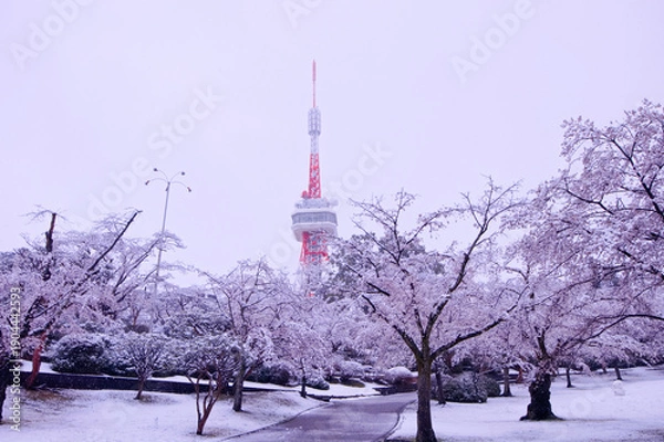 Obraz 宇都宮市　八幡山公園の満開の桜に積もった雪