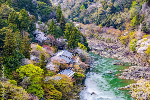 Obraz 京都府　嵐山公園の桜風景
