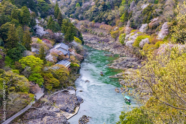 Obraz 京都府　嵐山公園の桜風景