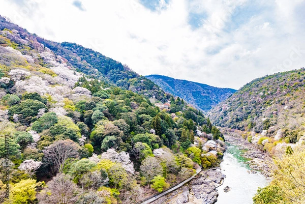 Obraz 京都府　嵐山公園の桜風景