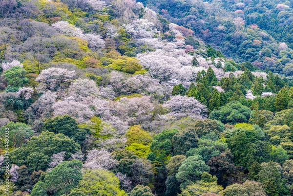 Obraz 京都府　嵐山公園の桜風景