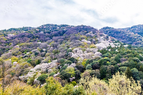 Obraz 京都府　嵐山公園の桜風景