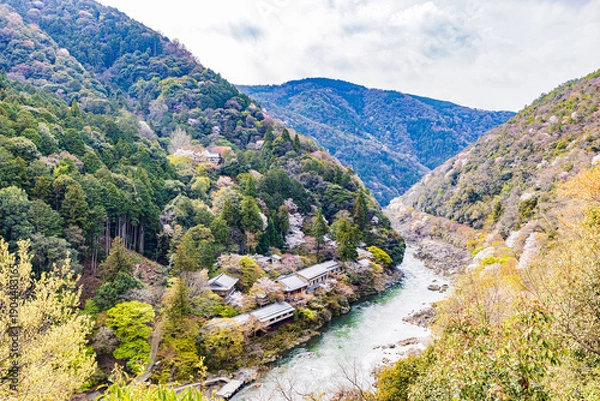 Obraz 京都府　嵐山公園の桜風景