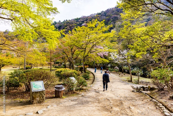 Obraz 京都府　嵐山公園の桜風景