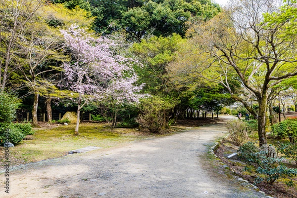 Obraz 京都府　嵐山公園の桜風景