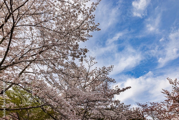 Obraz 京都府　嵐山公園の桜風景