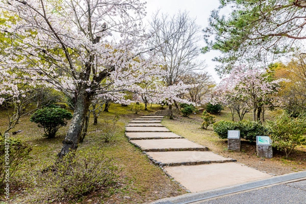 Obraz 京都府　嵐山公園の桜風景
