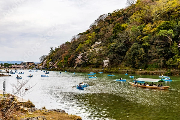 Obraz 京都府　嵐山公園の桜風景