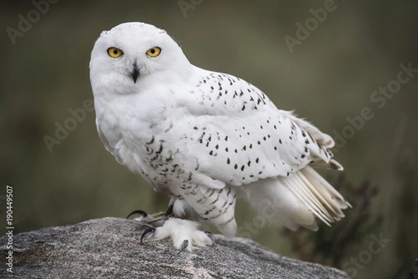 Obraz Snowy Owl