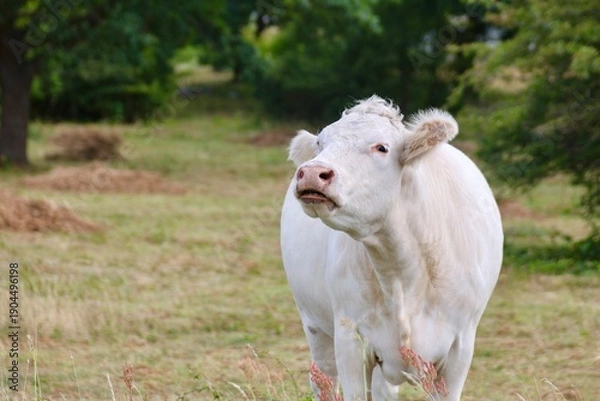 Obraz Weiße muhende Kuh auf der Wiese