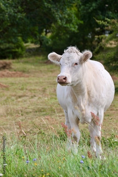 Obraz Weiße Kuh auf der Wiese