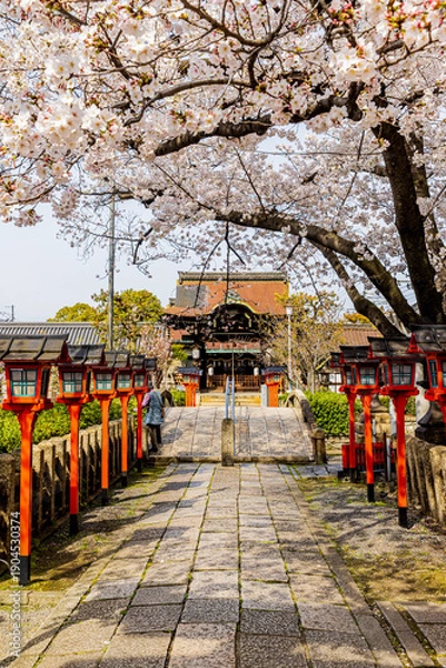 Obraz 京都府　六孫王神社の桜風景